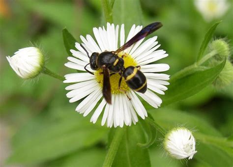 Do Wasps Pollinate Flowers?