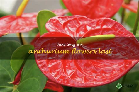 How Long Do Anthurium Flowers Last?