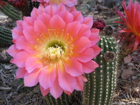 What Are Cactus Flowers Called?