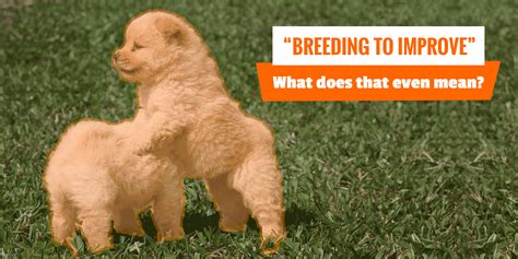 What Does No Breeding Rights Mean?