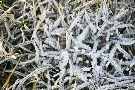 What Flowers Should Cover in a Freeze Warning?