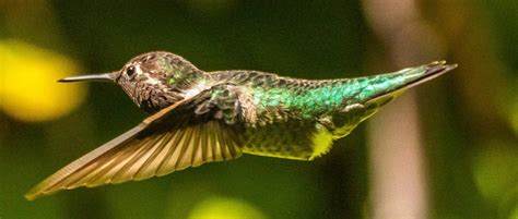 What Kind of Flowers Attract Hummingbirds?